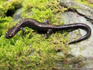 Plethodontidae (espèce Plethodon shenandoah)