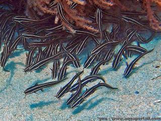 Plotosidae (espèce Plotosus lineatus)