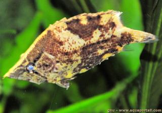 Polycentridae (especie Monocirrhus polyacanthus)