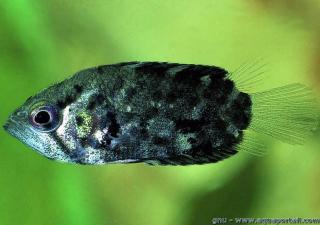 Polycentrus schomburgkii