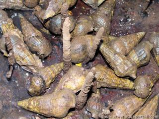 Potamididae (espce Cerithidea sp.)