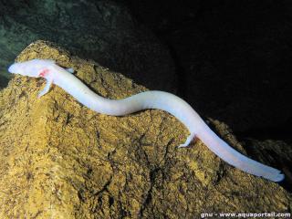 Proteidae (especie Proteus anguinus)