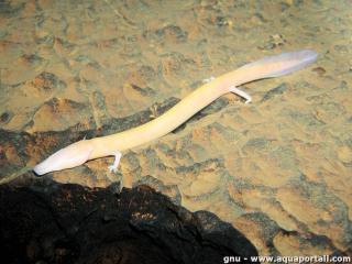 Proteus anguinus