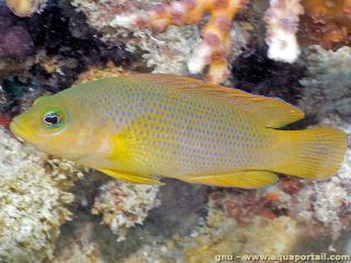 Pseudochromis (espce Pseudochromis fuscus)