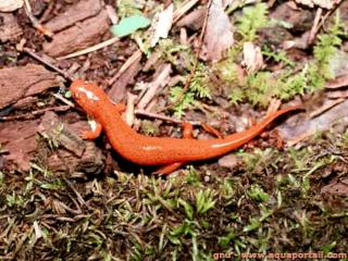 Pseudotriton (espce Pseudotriton montanus)