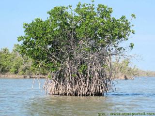 famille Rhizophoraceae (espce Rhizophora mangle)