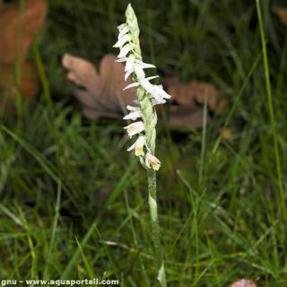 Spiranthes (espèce Spiranthes spiralis)