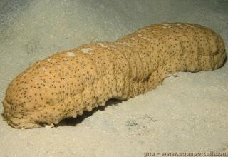 Stichopodidae (especie Stichopus herrmanni)