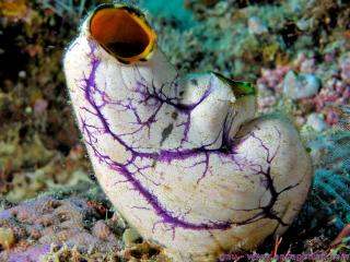 Stylidae (especie Polycarpa aurata)