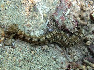 Synapta maculata