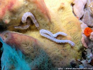 Synaptula (especie Synaptula lamberti)