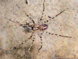 Tegenaria (especie Tegenaria parietina)