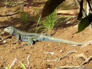 Teiidae (espce Ameiva fuscata)