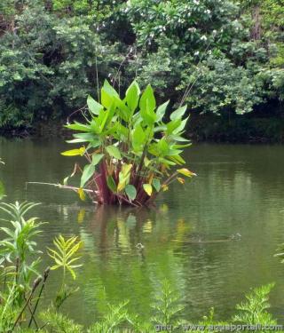 Thalia (especie Thalia dealbata)