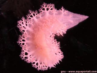 Tritoniopsis (especie Tritoniopsis elegans)