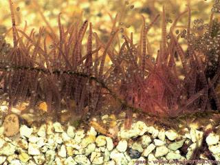Tubificidae (especie Tubifex)