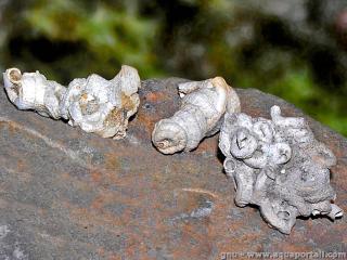 Petaloconchus (especie Petaloconchus glomeratus)