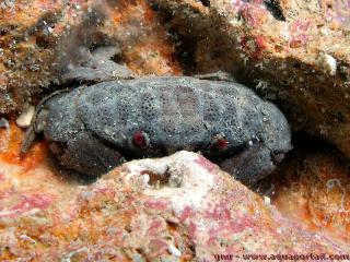 Xanthidae (especie Actaeodes tomentosus)