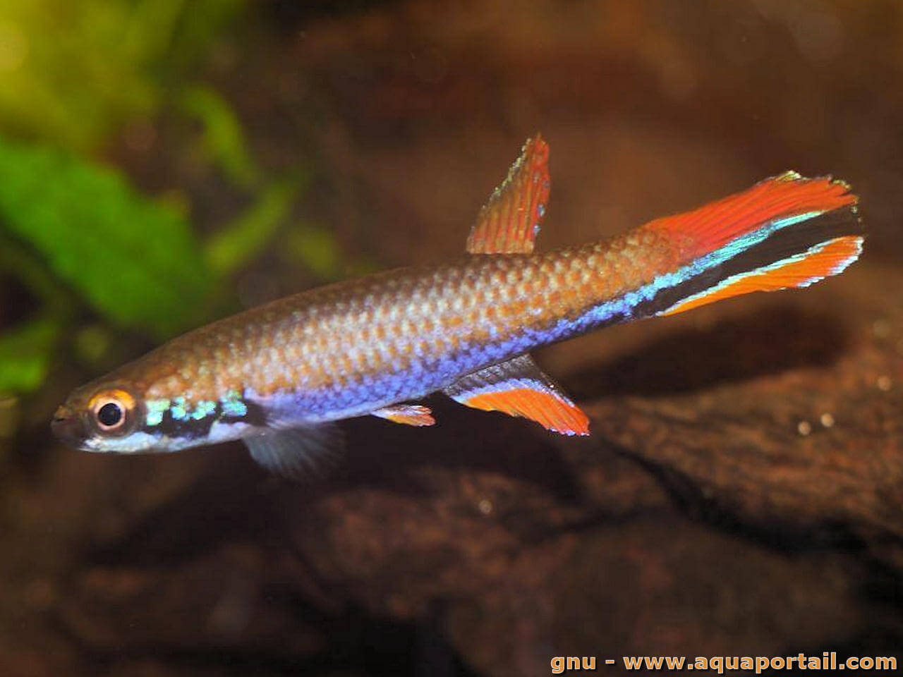 Laimosemion xiphidius