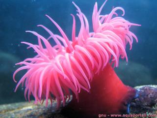 Actinia equina