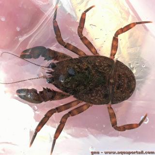 Aegla (espèce Aegla sp.)