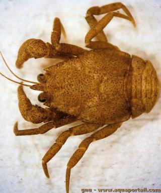 Aeglidae (espèce Aegla sp.)