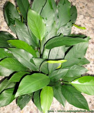 Anubias barteri glabra  feuilles lancoles