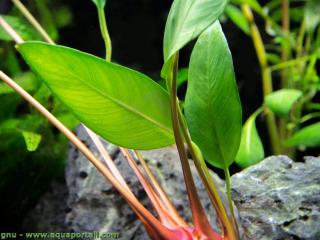 Hojas y tallos de Anubias frazeri