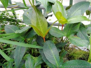 Anubias gigantea con hojas emergidas
