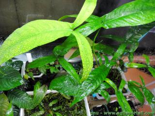 Anubias pynaertii sobresaliendo del acuario