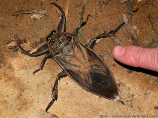Belostomatidae (espce Lethocerus oculatus)