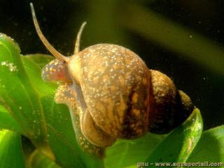 Bithyniidae (especie Bithynia tentaculata)