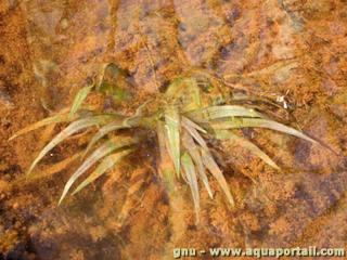 Blyxa octandra en milieu naturel