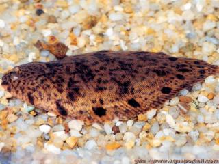 Brachirus (espce Brachirus orientalis)