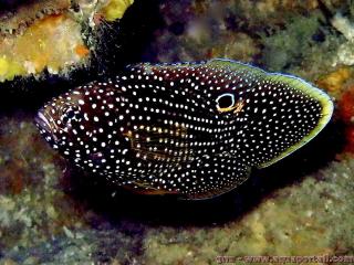 Calloplesiops altivelis