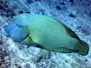 Cheilinus (espèce Cheilinus undulatus)