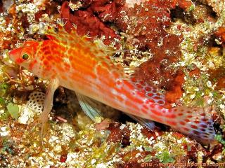 Cirrhitidae (especie Cirrhitichthys falco)