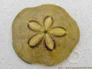 Clypeasteroida (espce Clypeaster humilis)