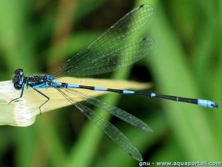 Coenagrionidae (espce Coenagrion pulchellum)