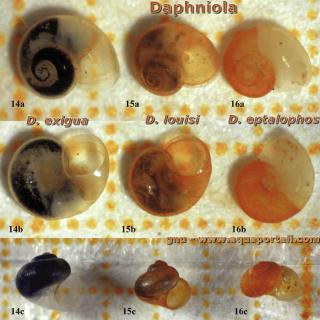 Daphniola (especie Dpahniola exigua, D. louisy, D. eptalophos)