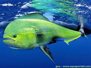Coryphaenidae (espce Coryphaena hippurus)