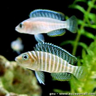 Una pareja de Neolamprologus similis