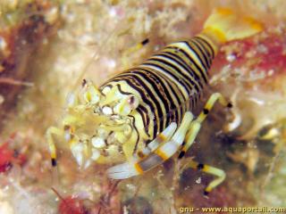 Gnathophyllum (espce Gnathophyllum americanum)