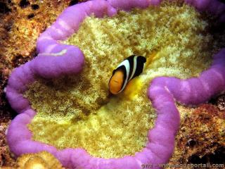 Cryptodendrum adhaesivum avec poisson-clown Amphiprion clarkii