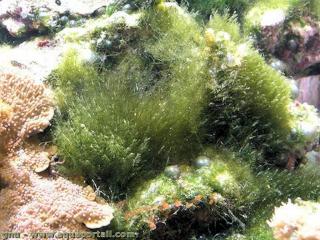 Derbesiaceae (especie Derbesia marina)