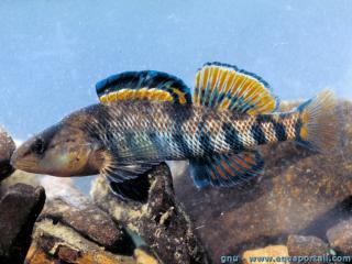 Etheostoma (espce Etheostoma caeruleum)