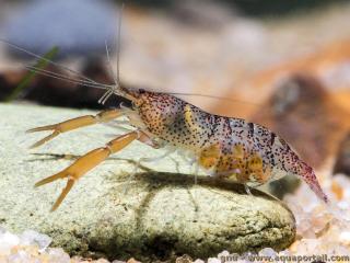 Femelle graine de Euryrhynchus amazoniensis