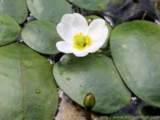 Gros plan sur la fleur et les feuilles de Luronium natans