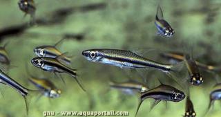 Un grupo de cardumen de Trigonopoma gracile