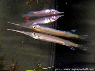Hemirhamphodon (espce Hemirhamphodon pogonognathus)
